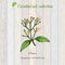 Clove, essential oil label, aromatic plant.