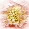 Clove flower. Floral light yellow-pink  background. Macro.