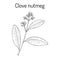 Clove nutmeg Ravensara aromatica , aromatic and medicinal plant