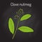 Clove nutmeg Ravensara aromatica, aromatic and medicinal plant