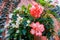 Clove pink or Dianthus caryophyllus