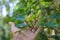 Clove tree with aromatic flower buds in bloom growing in Sukabumi, West Java, Indonesia.