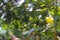 Clove tree with aromatic flower buds in bloom growing in Sukabumi, West Java, Indonesia.