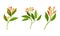 Clove Tree Branch with Ripe Aromatic Flower Bud Vector Set