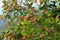 Clove tree with spicy raw flowers and sticks