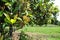 Clove tree with unripe cloves on it