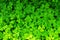 Clover background, bright green botanical texture