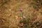 Clover on a background of dry grass. Purple wildflowers.