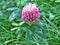 Clover blooming on a hill in Hungary