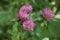 Clover blooming with pink flowers on lawn