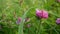 Clover blossom in a field in summer. Trifolium medium.