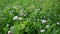 Clover blossom in a field in summer. Trifolium medium.