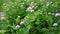 Clover blossom in a field in summer. Trifolium medium. Sunny day.