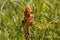 Clover broomrape, Orobanche minor