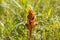 Clover broomrape, Orobanche minor