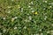 Clover and Buttercups in a Country Garden