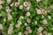 Clover creeping (white), (Trifolium repens L. ), background