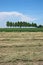 Clover field after harvest