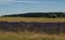 Clover fields in the Cotswolds UK