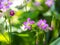 Clover flower with beautiful lilas color in early spring in Brazil, with very blurred background, selective focus