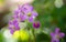 Clover flower with beautiful lilas color in early spring in Brazil, with very blurred background, selective focus