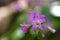 Clover flower with beautiful lilas color in early spring in Brazil, with very blurred background, selective focus
