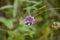 Clover flower (Bituminaria bituminous) on roadside  blue-violet corolla.