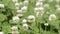 Clover flower field