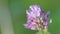 Clover flower in a Sunny meadow. Clover flowers among the green grass in the wind on a Sunny day.