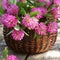 Clover flowers in a basket. Herbs harvesting of medicinal raw materials