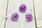 Clover flowers and daisies on the table