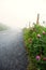 Clover flowers grow on the edge of a road. Fog over small country asphalt road. Selective focus, dangerous driving conditions