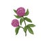 Clover flowers, isolated wild grass, plant with pink and purple head, leaves and stem