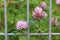 Clover flowers, shot through the cage