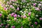 Clover flowers, Trifolium Pratense, outside in a field