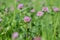 Clover (Genus Trifolium) on a forage meadow.