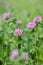 Clover (Genus Trifolium) on a forage meadow.