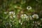 Clover genus trifolium on a meadow in the sun