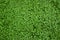 Clover grass texture