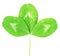 Clover green leaf