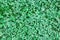 Clover lawn fragment, texture, close-up. Background for mockup of social media, eco shop, blank for design, flat lay