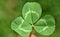 Clover leaf