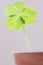 Clover leaf