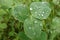 Clover leaf with raindrops in a meadow