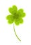 Clover leaf vector