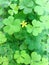 Clover leave and flower background