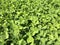 Clover Leaves for Green background with three-leaved shamrocks.