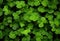 Clover leaves on green background. Three-leaved shamrocks. St Patrick Day holiday symbol.