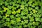 Clover leaves on green background. Three-leaved shamrocks. St Patrick Day holiday symbol.