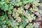 Clover leaves with three-leaved shamrocks, symbol of St Patrick day on natural background, selective focus